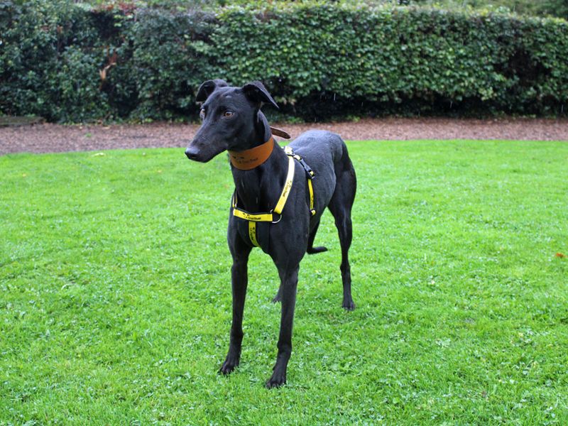 Greyhound for adoption in Liverpool, Merseyside – 3 years old - Image 1 of 3
