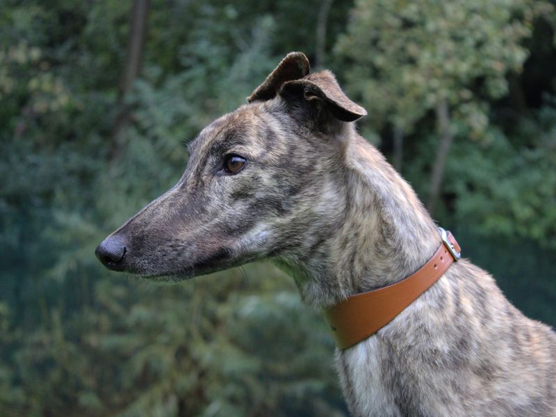 Greyhound for adoption in Liverpool, Merseyside – 4 years old - Image 3 of 3
