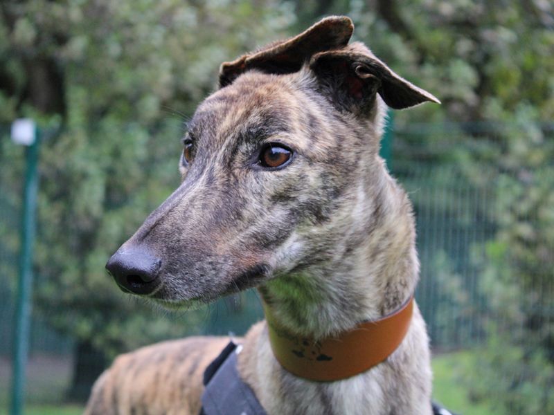 Greyhound for adoption in Liverpool, Merseyside – 4 years old - Image 1 of 3