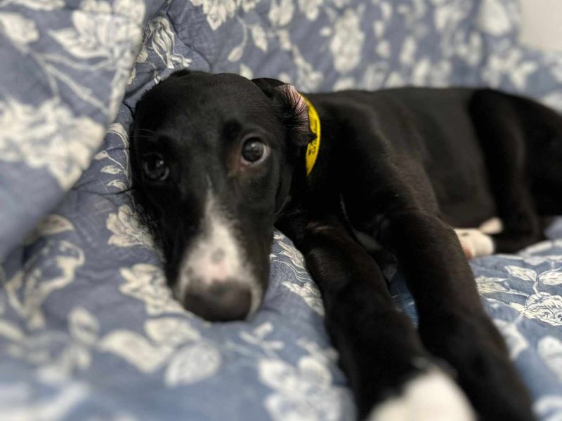 Greyhound for adoption in Mid Glamorgan, Wales – 1 year old - Image 1 of 3
