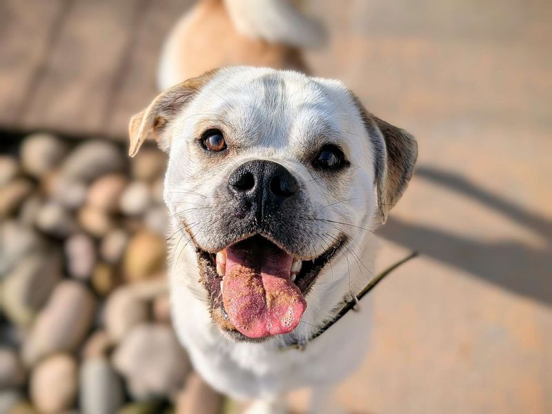 Pug for adoption in Cardiff, Glamorgan – 2 years old - Image 3 of 7