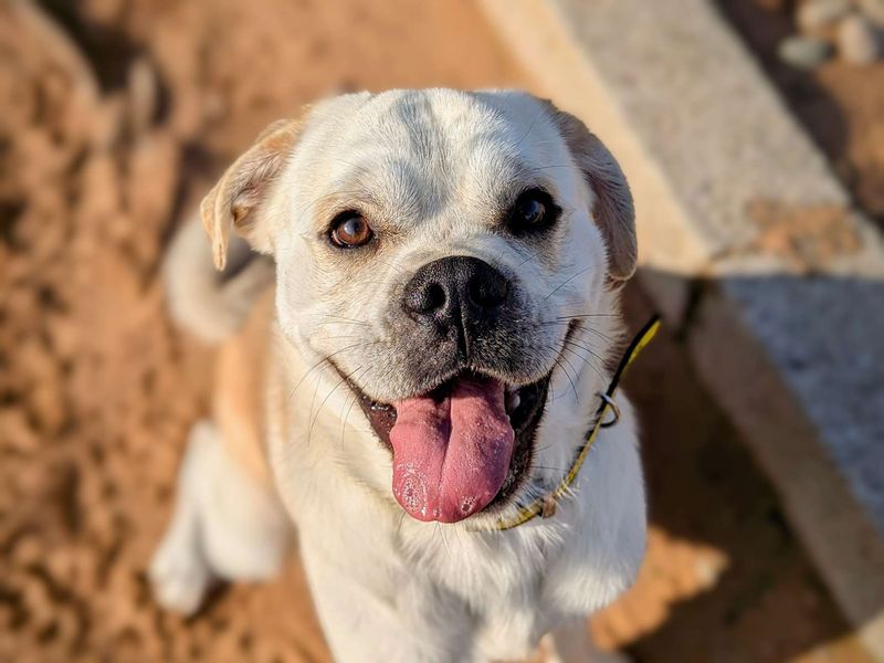 Pug for adoption in Cardiff, Glamorgan – 2 years old - Image 4 of 7