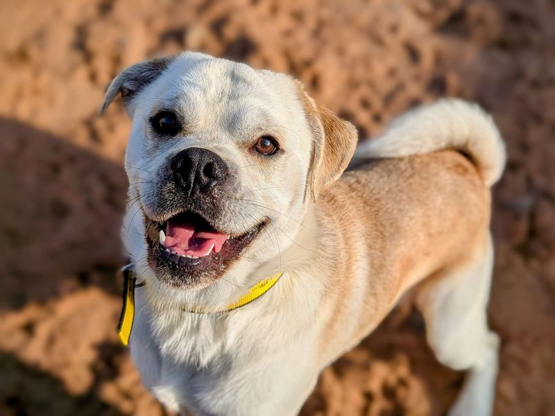 Pug for adoption in Cardiff, Glamorgan – 2 years old - Image 1 of 7