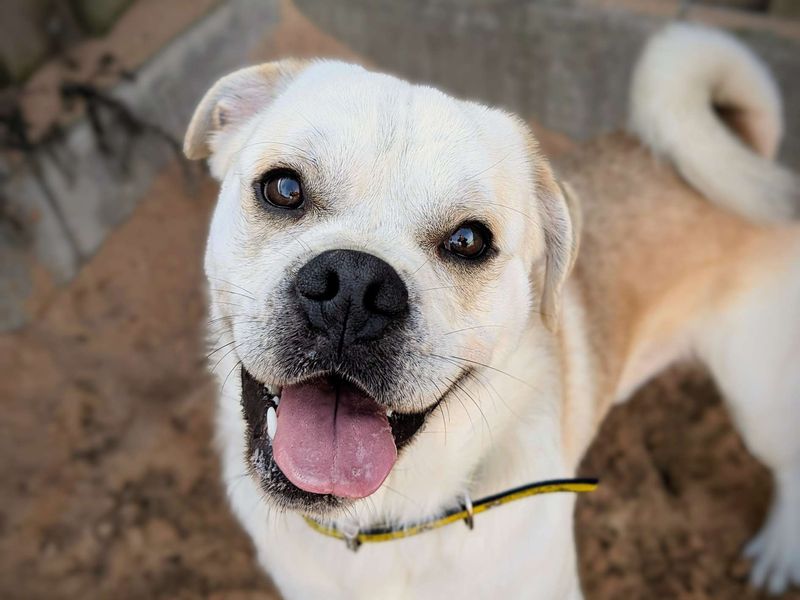 Pug for adoption in Cardiff, Glamorgan – 2 years old - Image 2 of 7