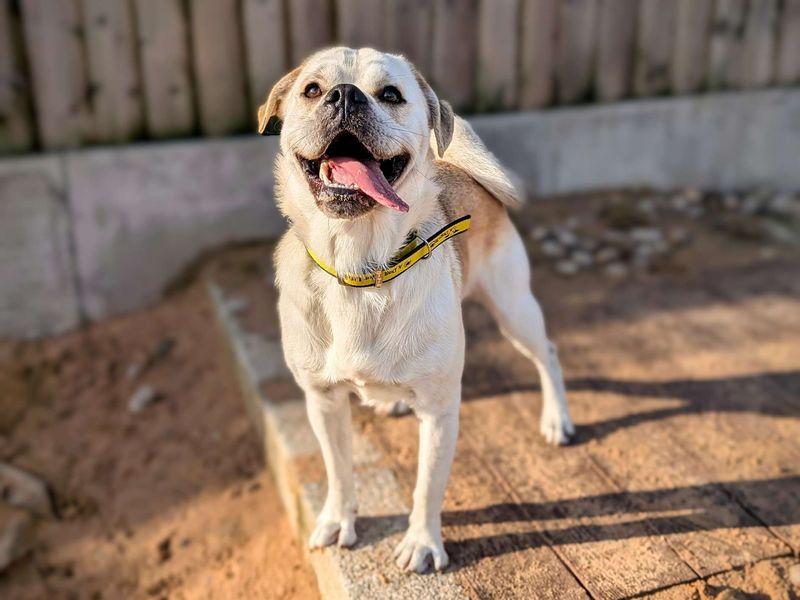 Pug for adoption in Cardiff, Glamorgan – 2 years old - Image 6 of 7