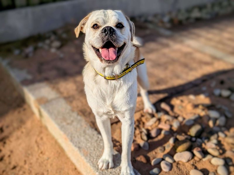 Pug for adoption in Cardiff, Glamorgan – 2 years old - Image 7 of 7