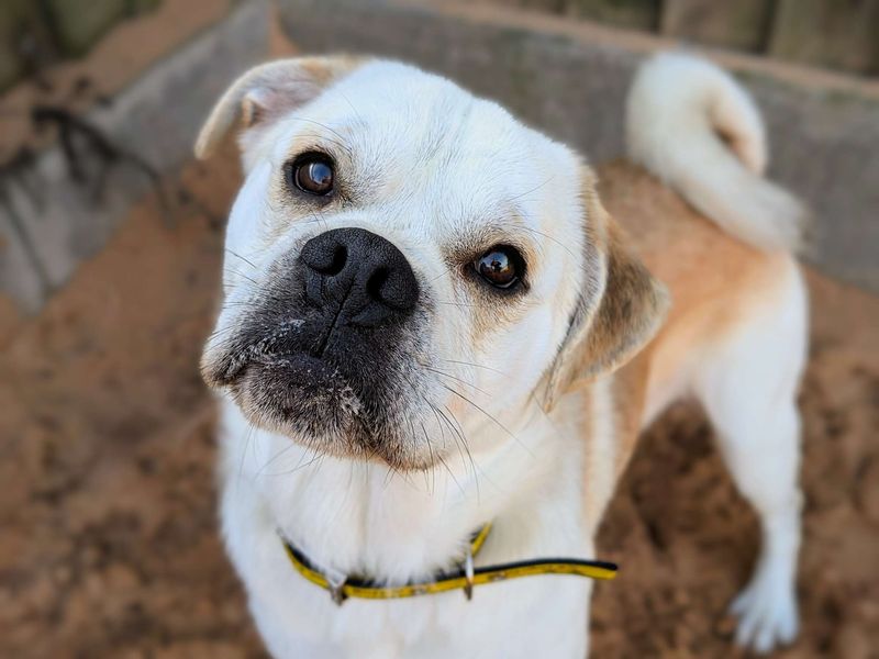 Pug for adoption in Cardiff, Glamorgan – 2 years old - Image 5 of 7