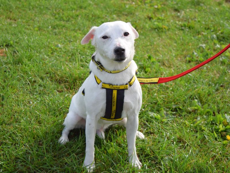 Jack Russell Terrier for adoption in Uxbridge, London – 3 years old - Image 3 of 3
