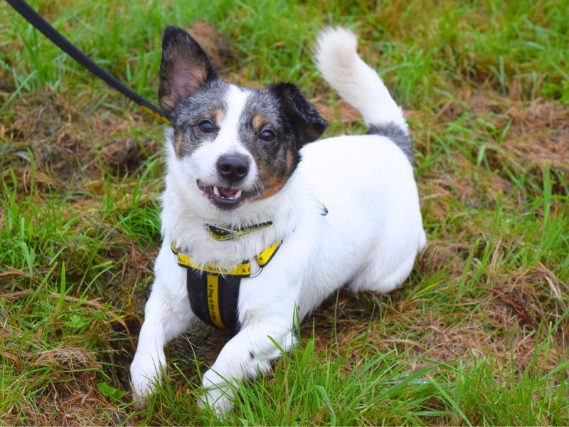 Jack Russell Terrier for adoption in Uxbridge, London – 2 years old - Image 3 of 3