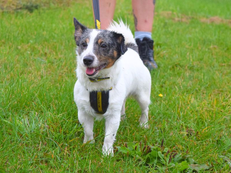 Jack Russell Terrier for adoption in Uxbridge, London – 2 years old - Image 2 of 3