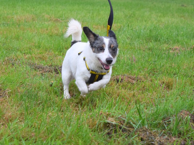 Jack Russell Terrier for adoption in Uxbridge, London – 2 years old - Image 1 of 3