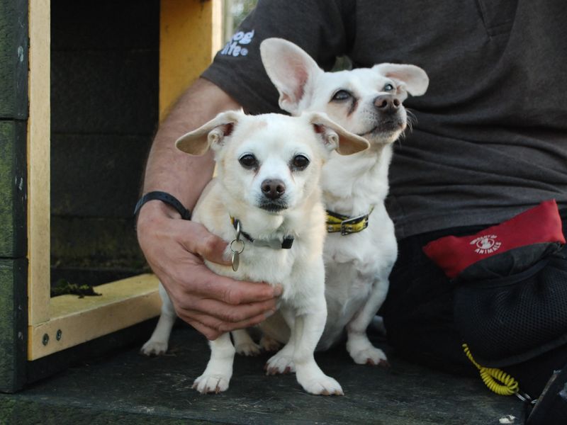 Dachshund for adoption in Newbury, Berkshire – 12 years old - Image 2 of 4