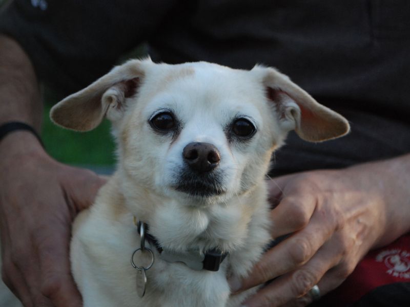 Dachshund for adoption in Newbury, Berkshire – 12 years old - Image 3 of 4