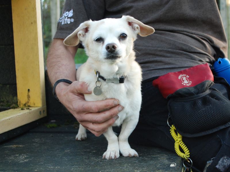 Dachshund for adoption in Newbury, Berkshire – 12 years old - Image 4 of 4