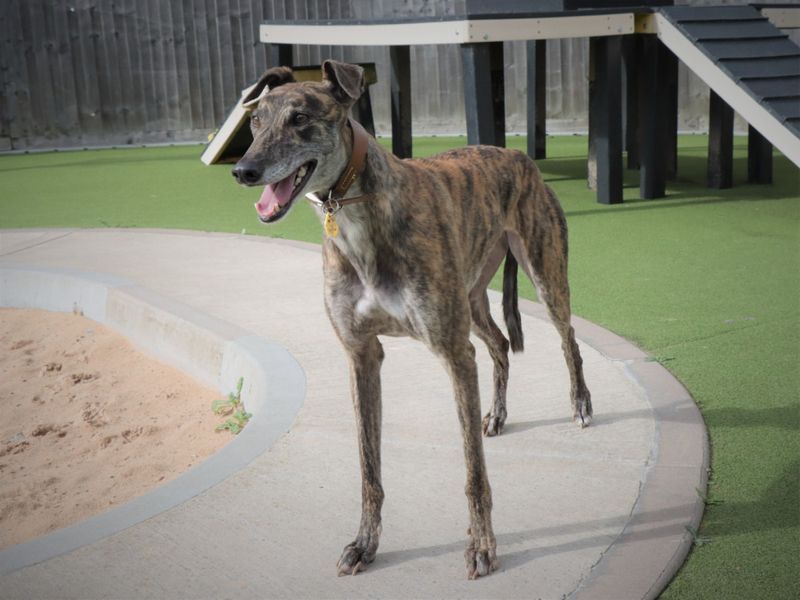 Greyhound for adoption in Evesham, Worcestershire – 5 years old - Image 4 of 8