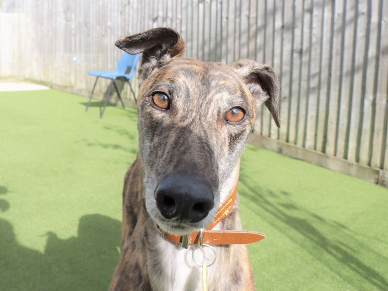 Greyhound for adoption in Evesham, Worcestershire – 5 years old - Image 5 of 8