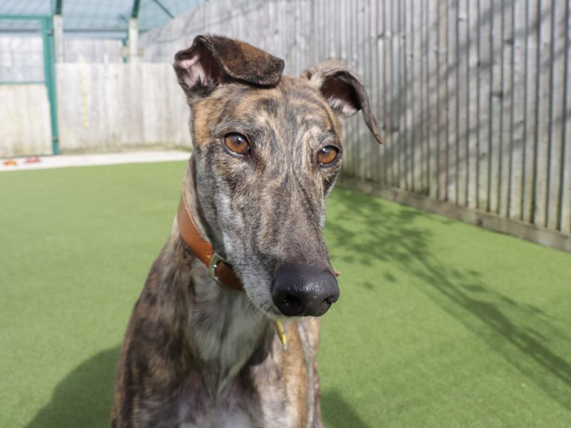 Greyhound for adoption in Evesham, Worcestershire – 5 years old - Image 7 of 8