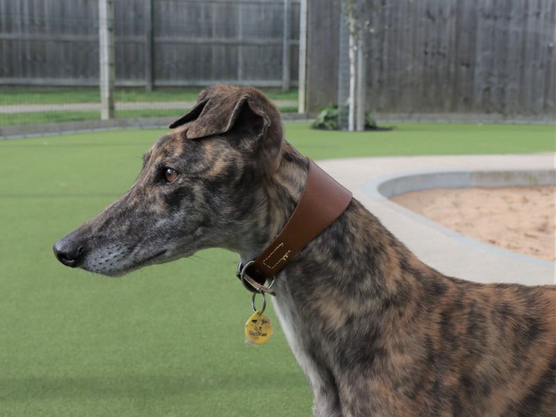 Greyhound for adoption in Evesham, Worcestershire – 5 years old - Image 1 of 8