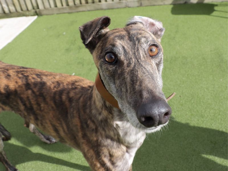 Greyhound for adoption in Evesham, Worcestershire – 5 years old - Image 2 of 8