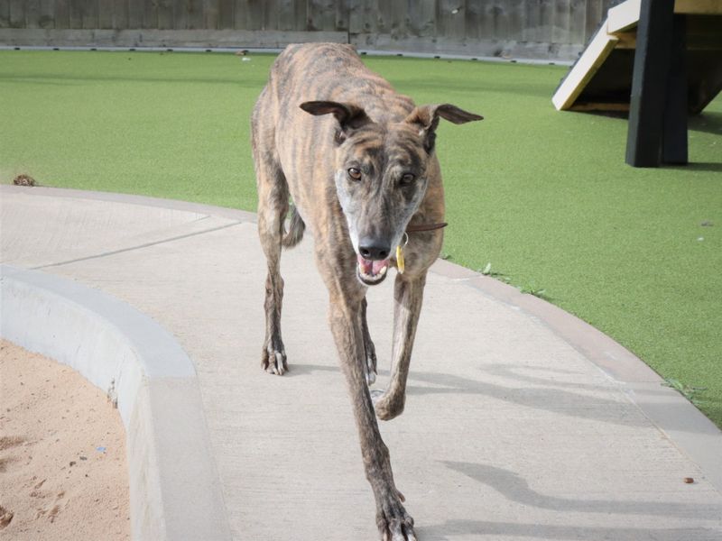 Greyhound for adoption in Evesham, Worcestershire – 5 years old - Image 6 of 8