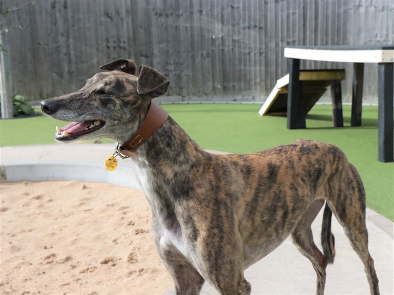 Greyhound for adoption in Evesham, Worcestershire – 5 years old - Image 8 of 8