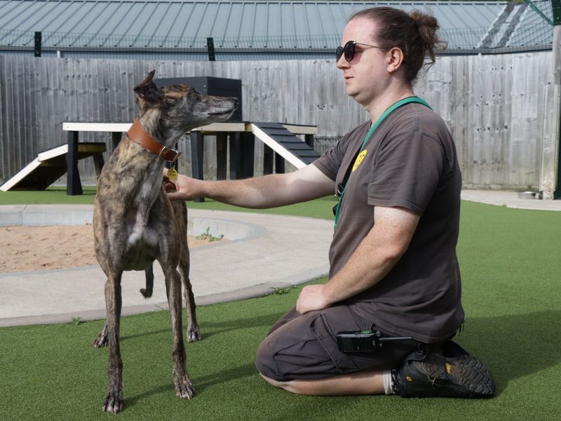 Greyhound for adoption in Evesham, Worcestershire – 5 years old - Image 3 of 8