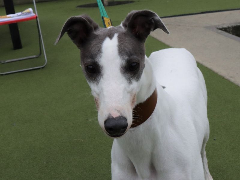 Baby Belle for sale in Evesham, Worcestershire - Image 2