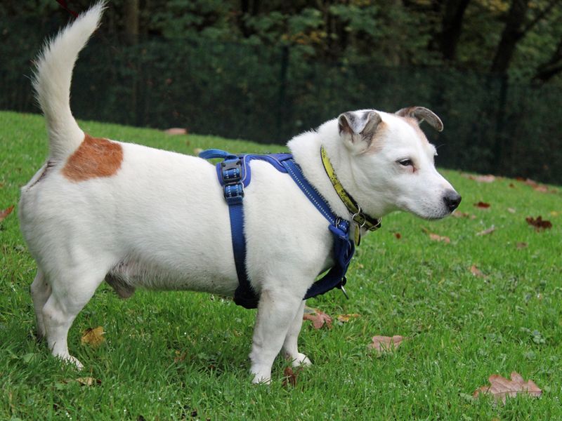 Jack Russell for adoption in Liverpool, Merseyside – 13 years old - Image 2 of 4