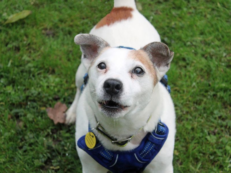 Jack Russell for adoption in Liverpool, Merseyside – 13 years old - Image 4 of 4