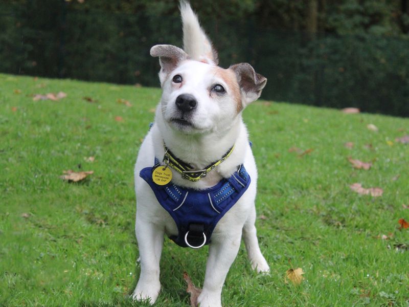 Jack Russell for adoption in Liverpool, Merseyside – 13 years old - Image 3 of 4