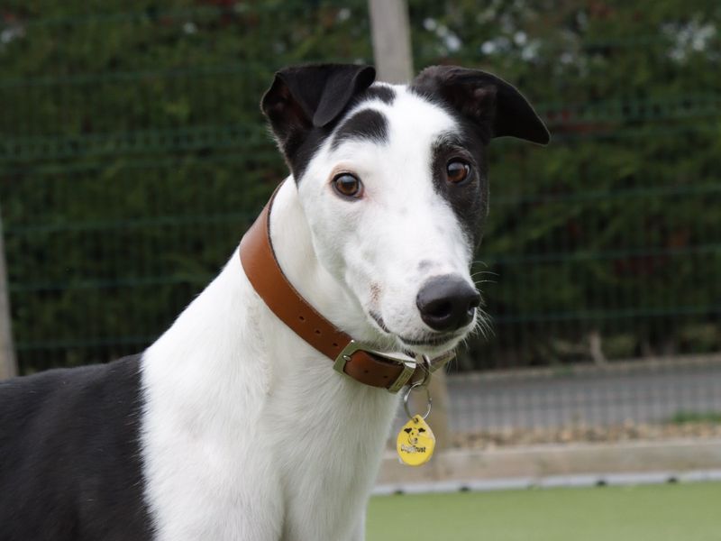 Greyhound for adoption in Evesham, Worcestershire – 4 years old - Image 5 of 6