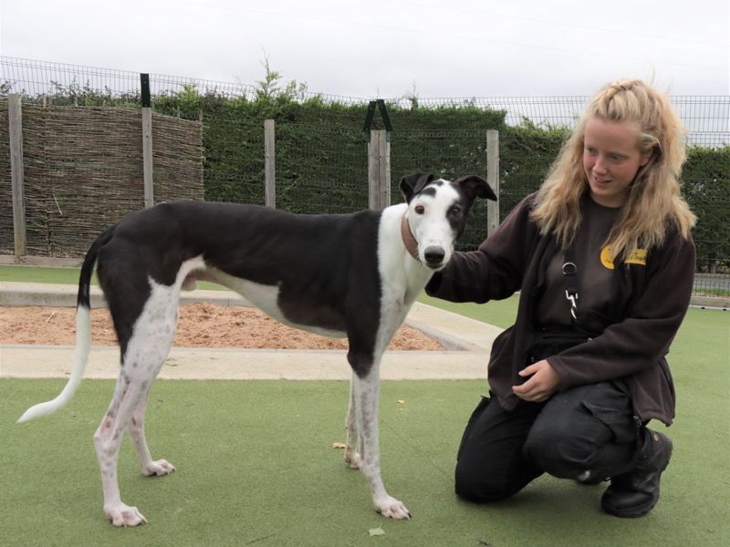 Greyhound for adoption in Evesham, Worcestershire – 4 years old - Image 2 of 6