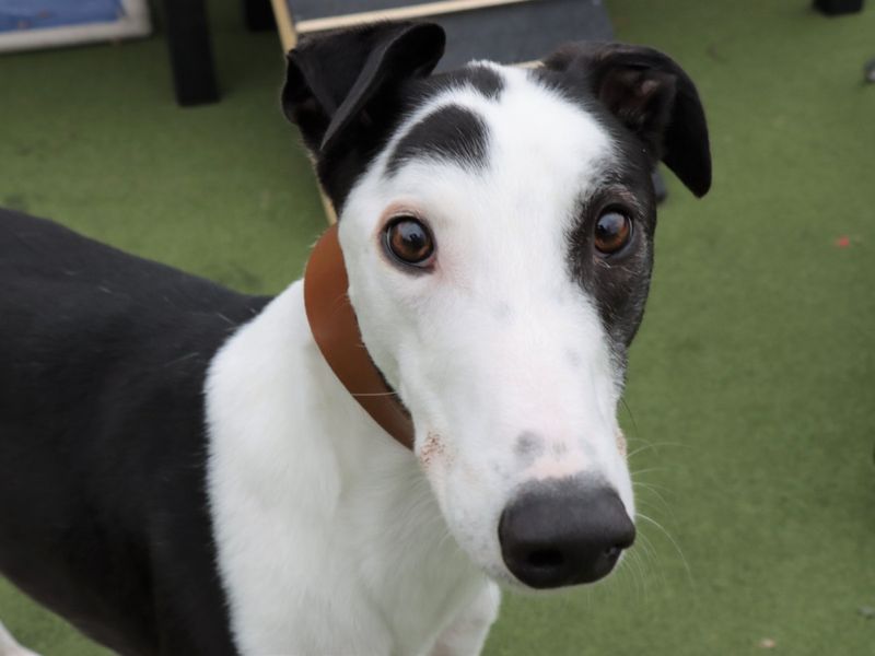 Greyhound for adoption in Evesham, Worcestershire – 4 years old - Image 1 of 6