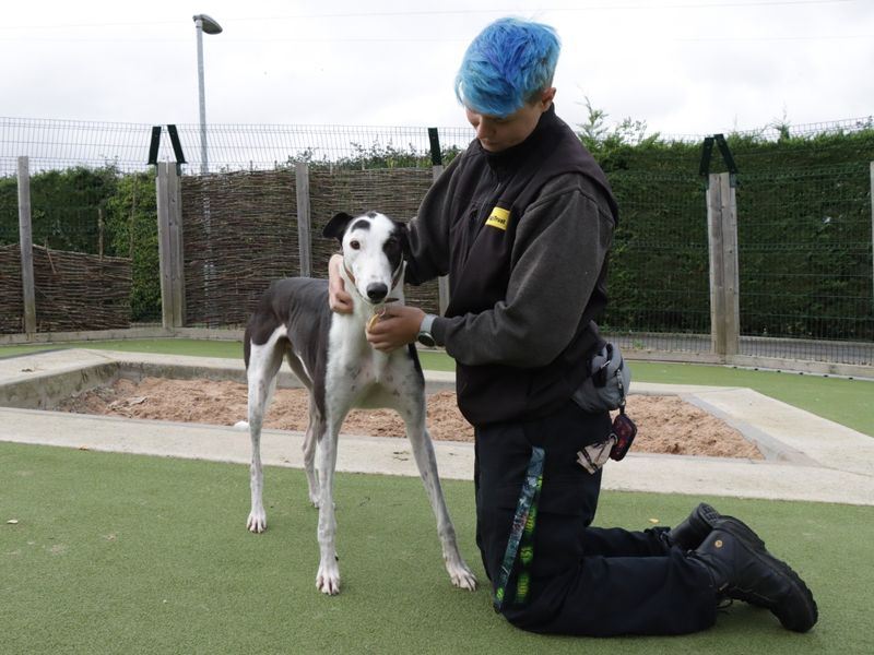 Greyhound for adoption in Evesham, Worcestershire – 4 years old - Image 4 of 6
