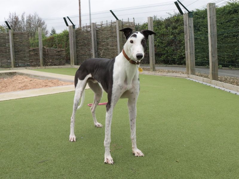 Greyhound for adoption in Evesham, Worcestershire – 4 years old - Image 6 of 6