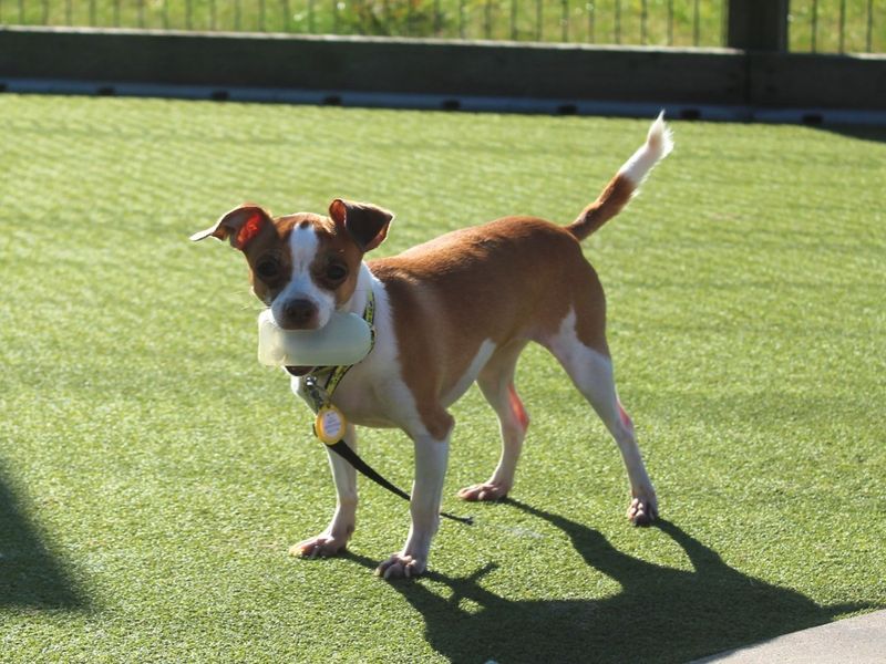 Jack Russell Terrier for adoption in Evesham, Worcestershire – 8 years old - Image 2 of 5