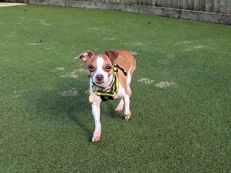 Jack Russell Terrier for adoption in Evesham, Worcestershire – 8 years old - Image 3 of 5