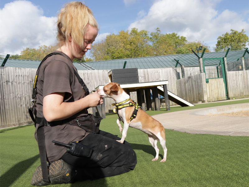 Jack Russell Terrier for adoption in Evesham, Worcestershire – 8 years old - Image 4 of 5