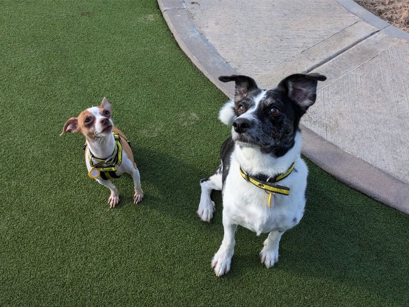 Jack Russell Terrier for adoption in Evesham, Worcestershire – 8 years old - Image 1 of 5