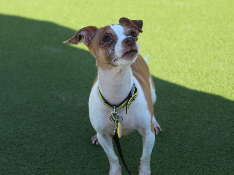 Jack Russell Terrier for adoption in Evesham, Worcestershire – 8 years old - Image 5 of 5