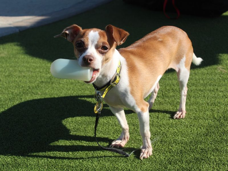 Jack Russell Terrier for adoption in Evesham, Worcestershire – 6 years old - Image 1 of 5