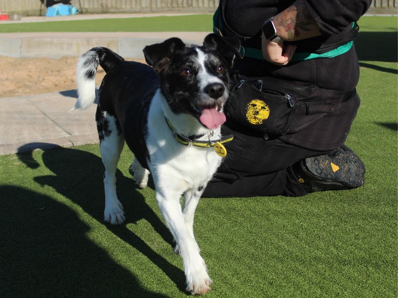 Jack Russell Terrier for adoption in Evesham, Worcestershire – 6 years old - Image 2 of 5