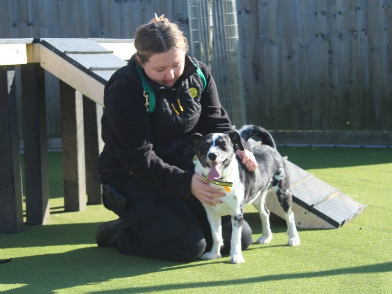 Jack Russell Terrier for adoption in Evesham, Worcestershire – 6 years old - Image 5 of 5
