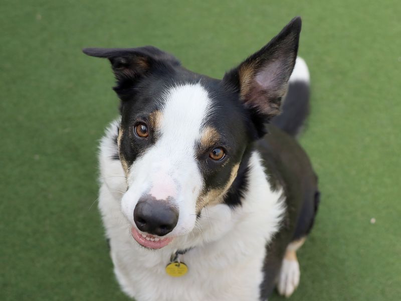 Baxter for sale in Leeds, Yorkshire | Image 2