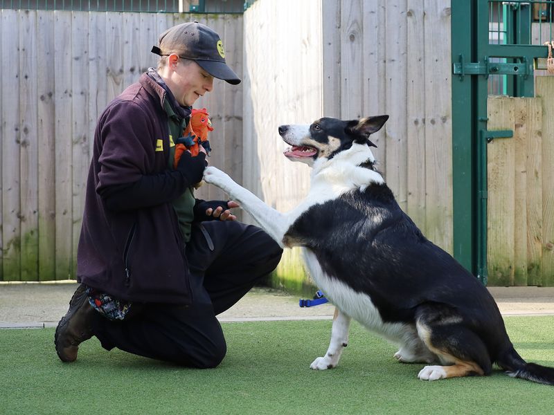 Baxter for sale in Leeds, Yorkshire