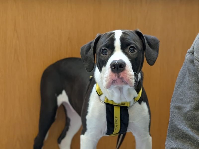 American Bulldog for adoption in Wymeswold, Leicestershire – 1 year old - Image 1 of 2