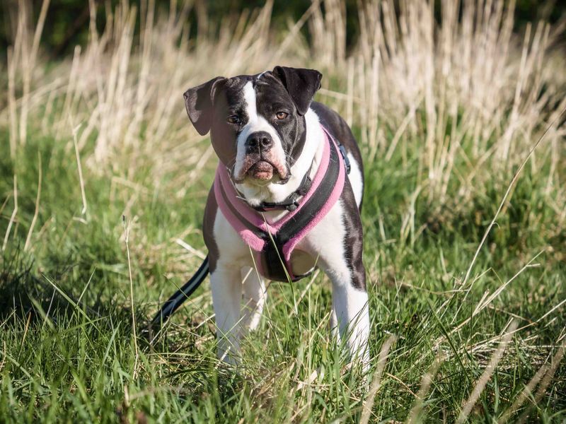 Lola | American Bulldog Cross | Loughborough - 1