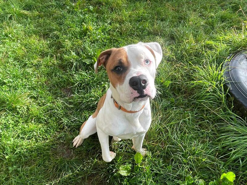 Boxer for adoption in Wales, Somerset – 2 years old - Image 3 of 5