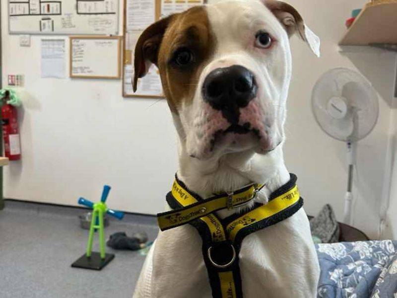 Boxer for adoption in Wales, Somerset – 2 years old - Image 2 of 5