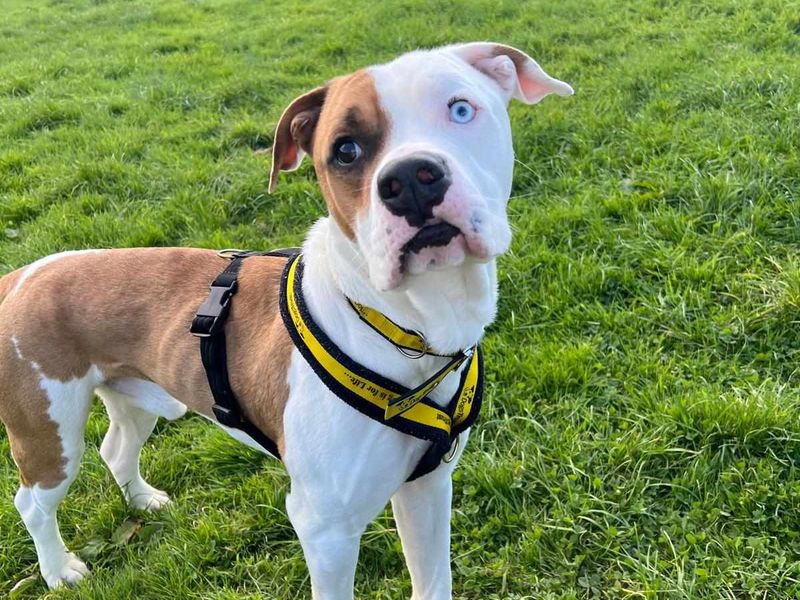 Boxer for adoption in Wales, Somerset – 2 years old - Image 5 of 5